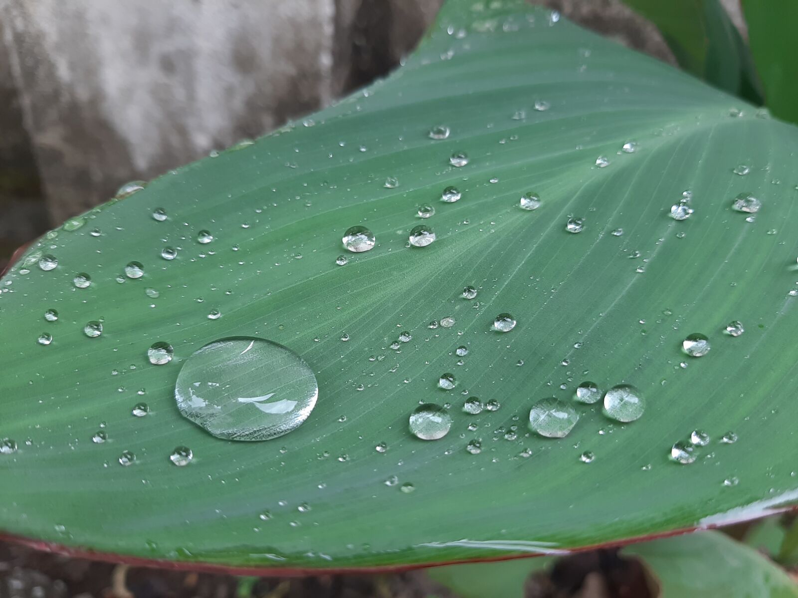 Samsung Galaxy A50 sample photo. Portrait, waterdrop, rainyday photography