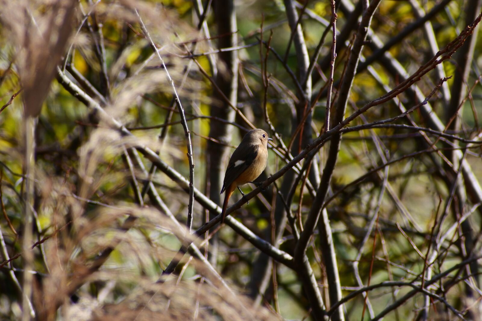 VR 70-300mm f/4.5-6.3G sample photo. Animal, forest, wood photography