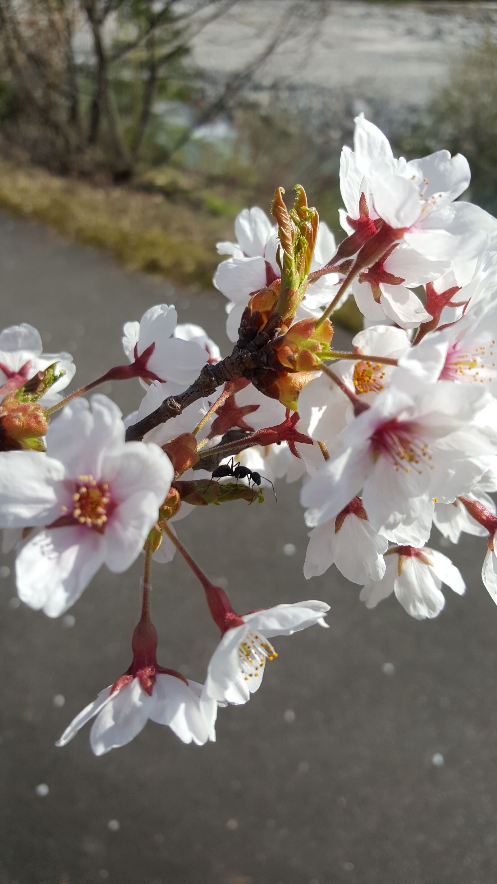 Samsung Galaxy Note5 sample photo. Cherry blossoms, flower, ma 蟻 photography