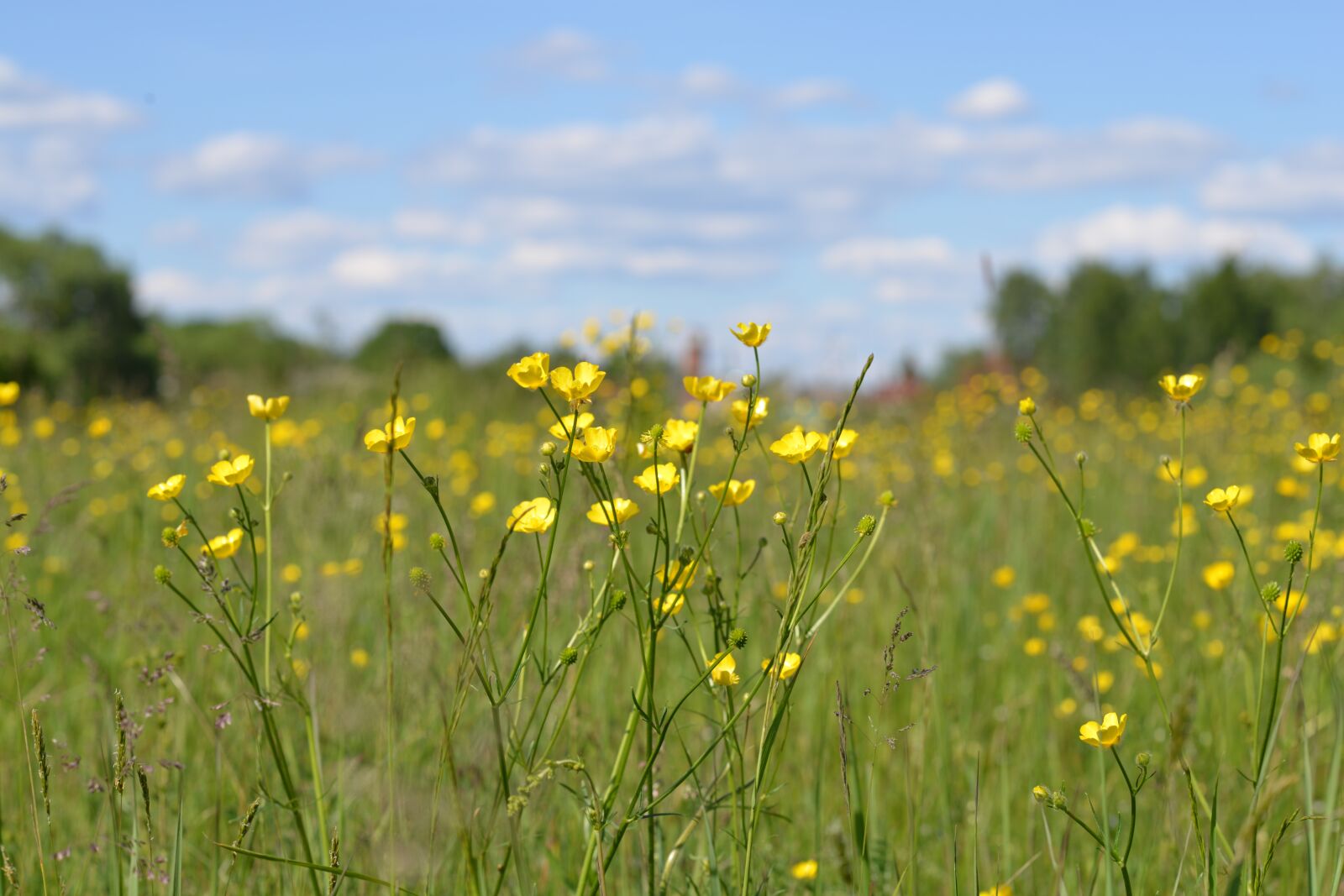 Nikon D800 sample photo. Village, nature, flowers photography