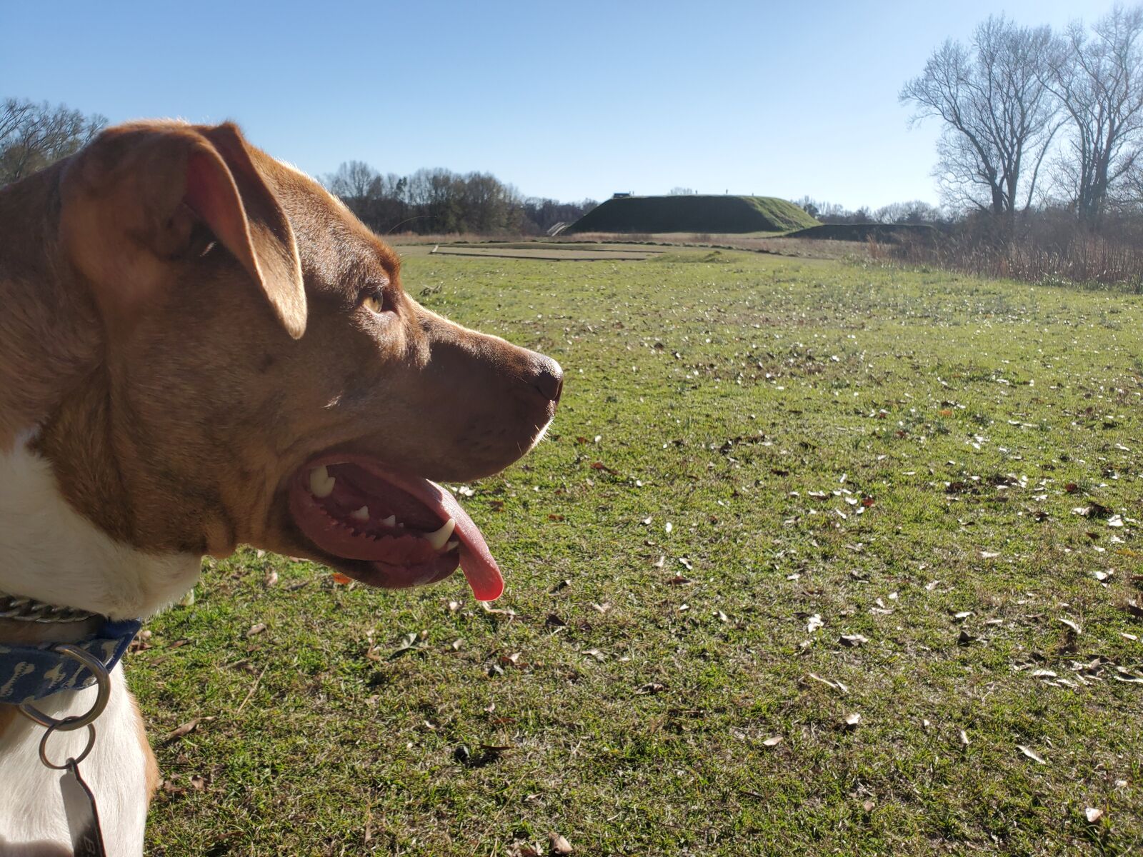 Samsung Galaxy S10+ sample photo. Dog, mounds, native american photography