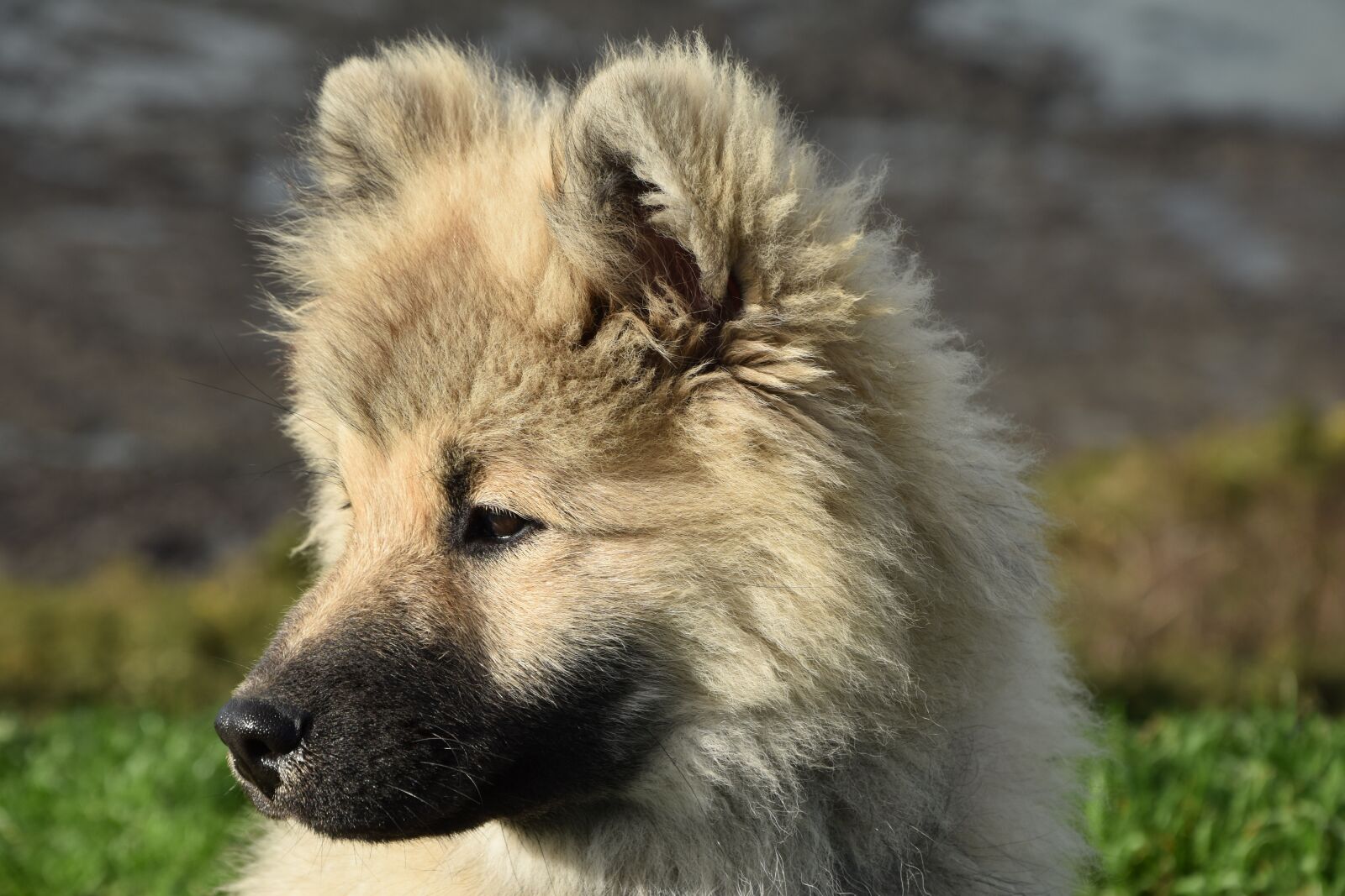 Nikon D5600 sample photo. Dog, young dog eurasier photography