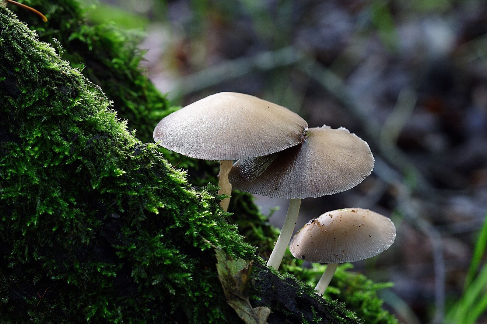 Canon EOS 350D (EOS Digital Rebel XT / EOS Kiss Digital N) sample photo. Fungi, autumn, mushroom photography