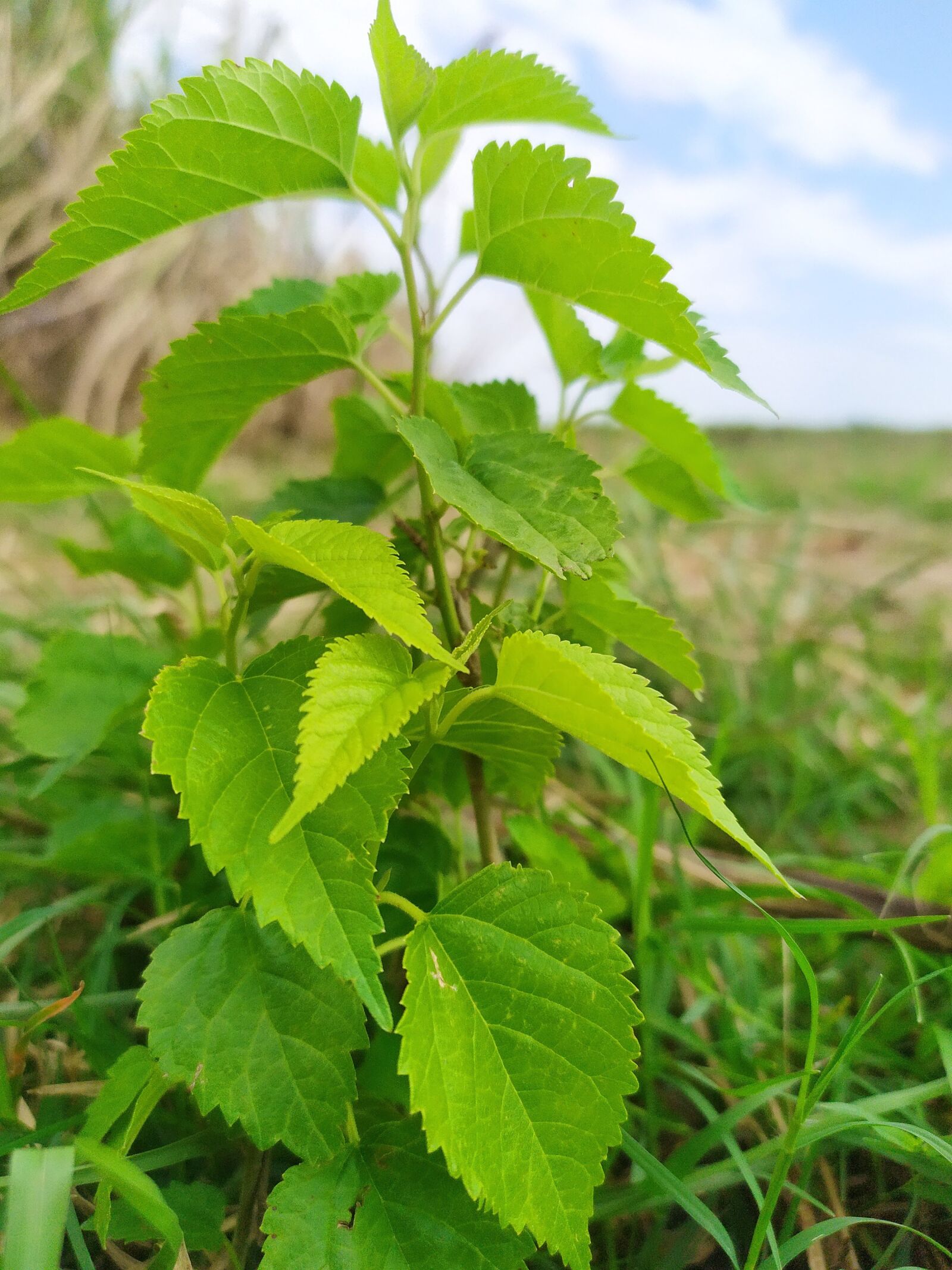 Xiaomi Redmi Note 7S sample photo. Nature, tree, forest photography