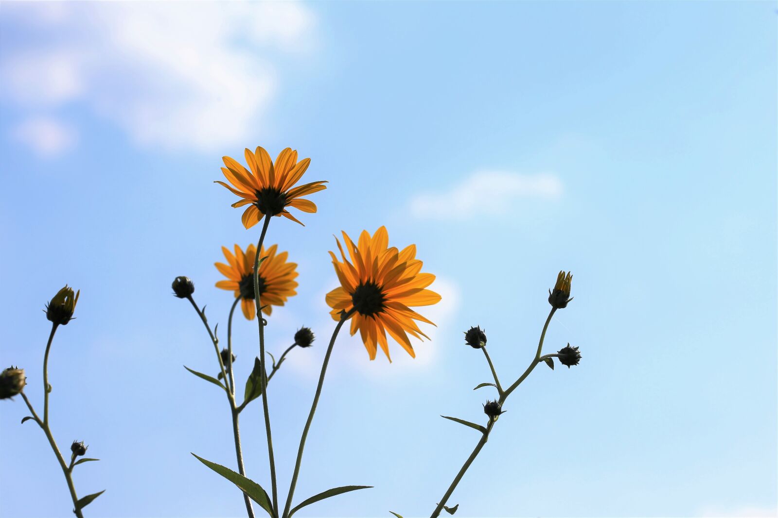 Canon EOS 6D + Canon EF 100mm F2.8 Macro USM sample photo. Arnica, yellow, sky photography
