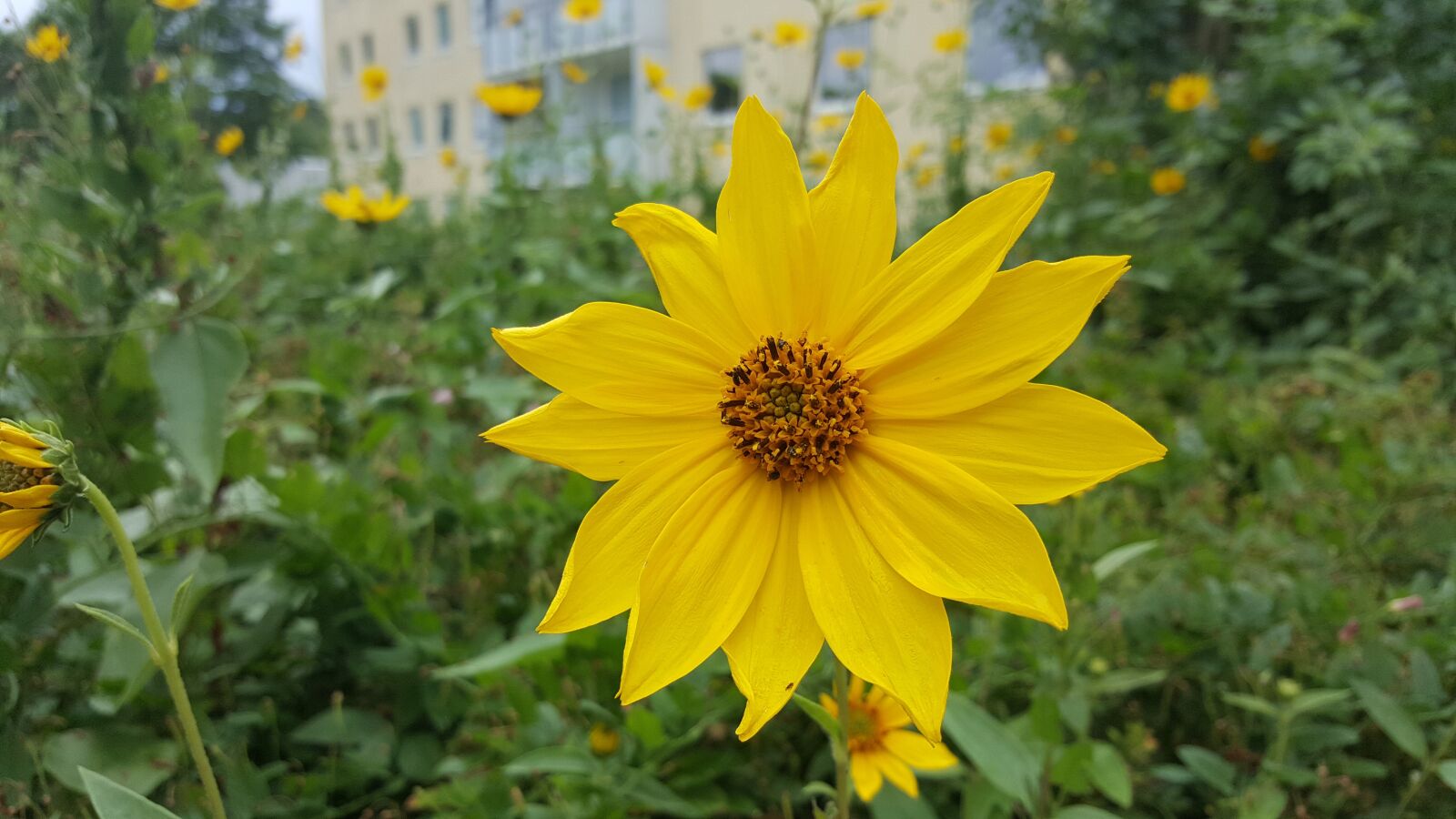 Samsung Galaxy S6 sample photo. Nature, summer, plant photography