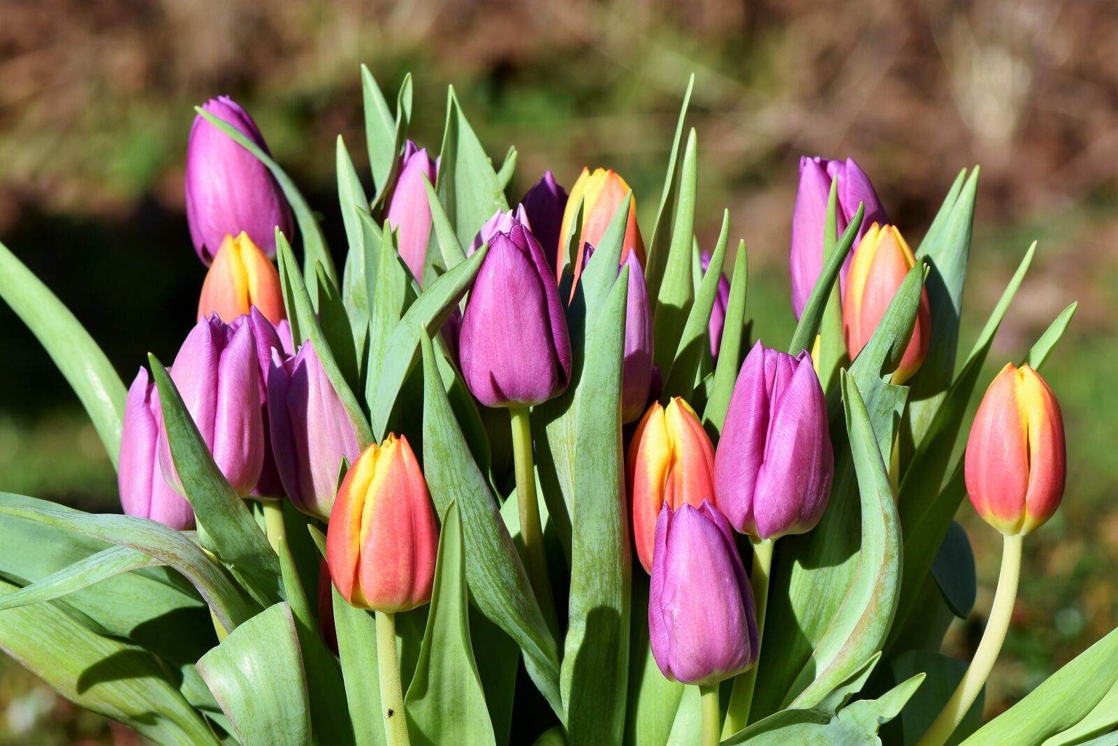 Nikon D7200 sample photo. Tulip, tulip bouquet, blossom photography