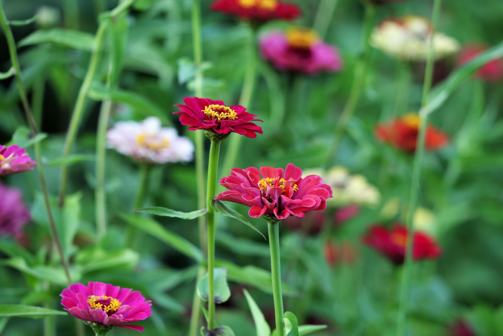 Canon EF 70-300 F4-5.6 IS II USM sample photo. Colorful zinnia, blooming, flower photography