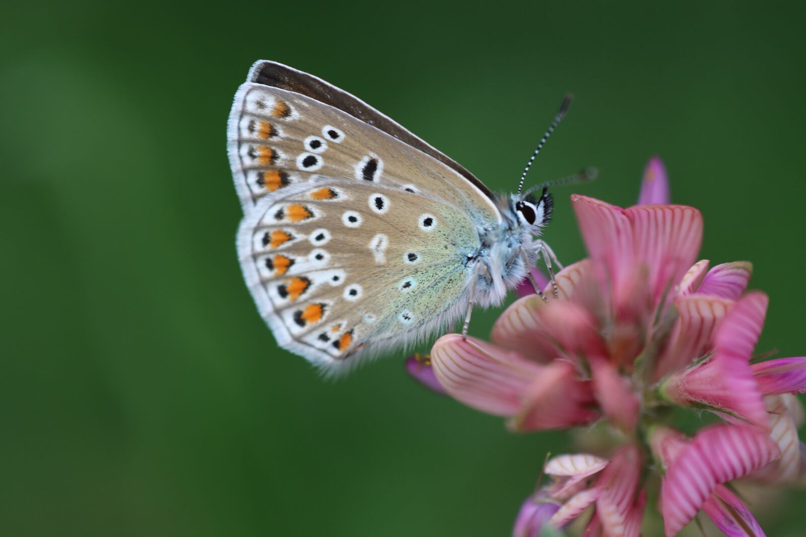 Canon EOS 90D sample photo. Drexel, common blue, butterfly photography