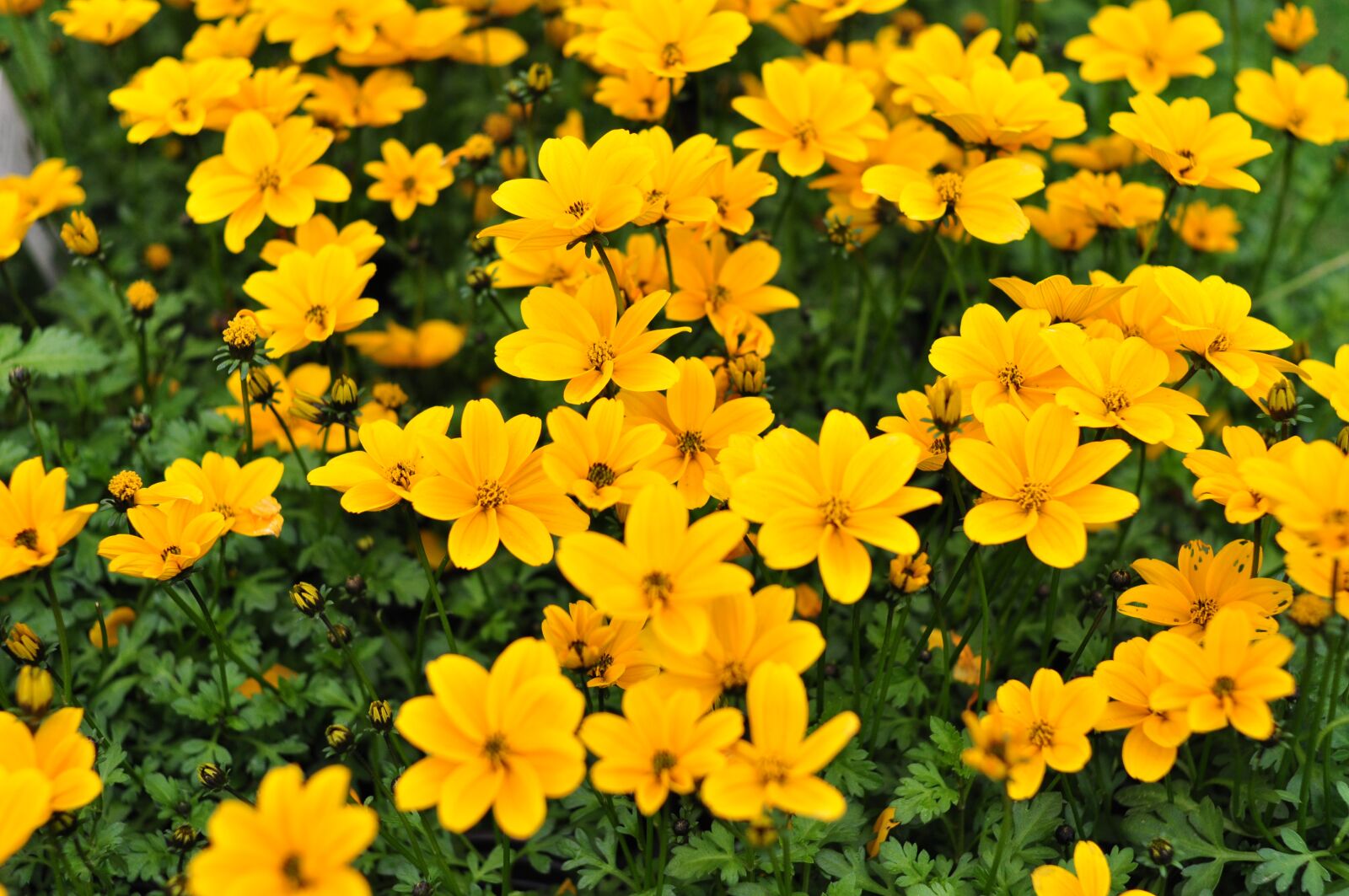 Nikon D90 sample photo. Flowers, spring, nature photography