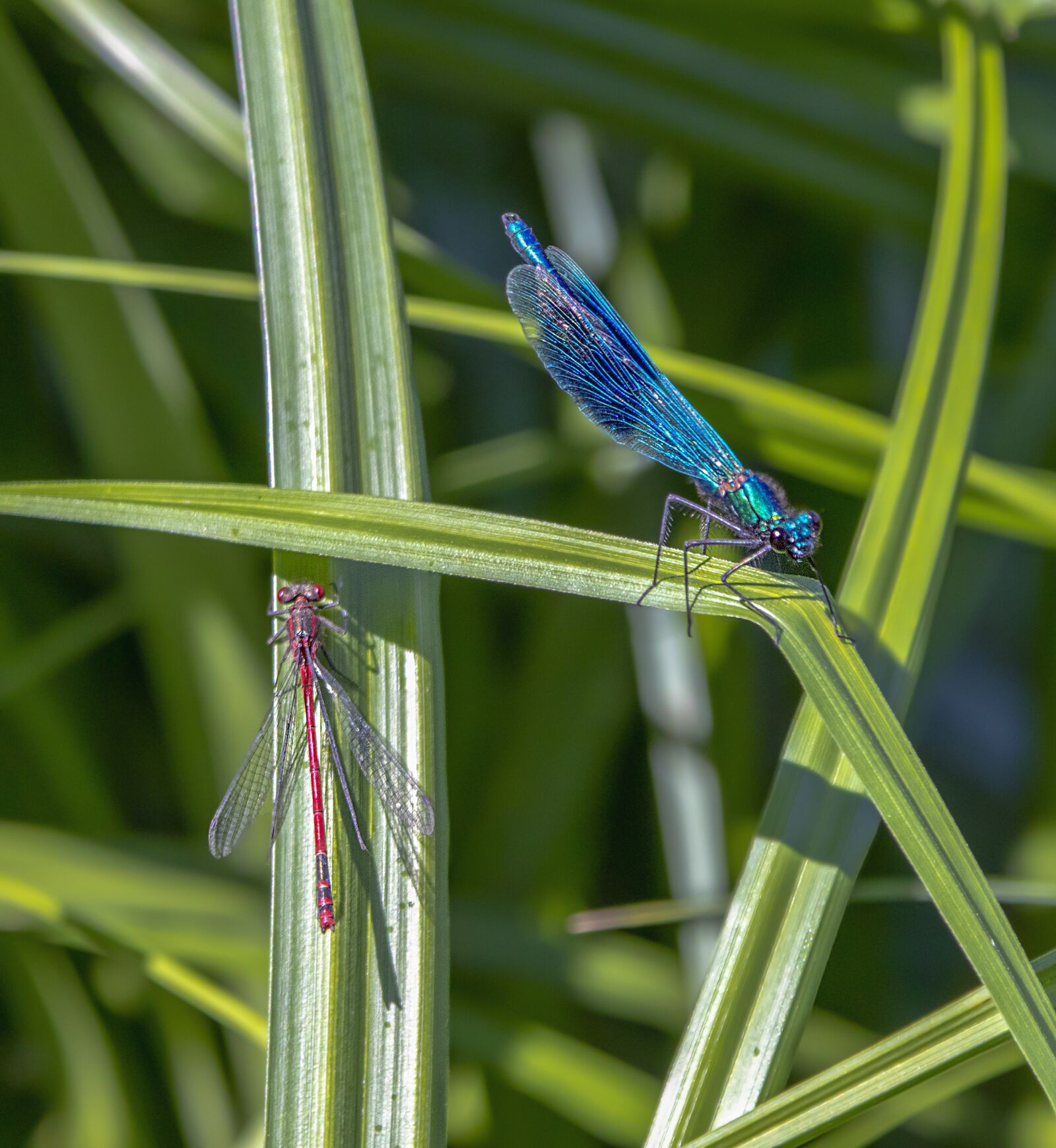 Sigma 100-400mm F5-6.3 DG OS HSM sample photo. Damselfly, banded, blue photography