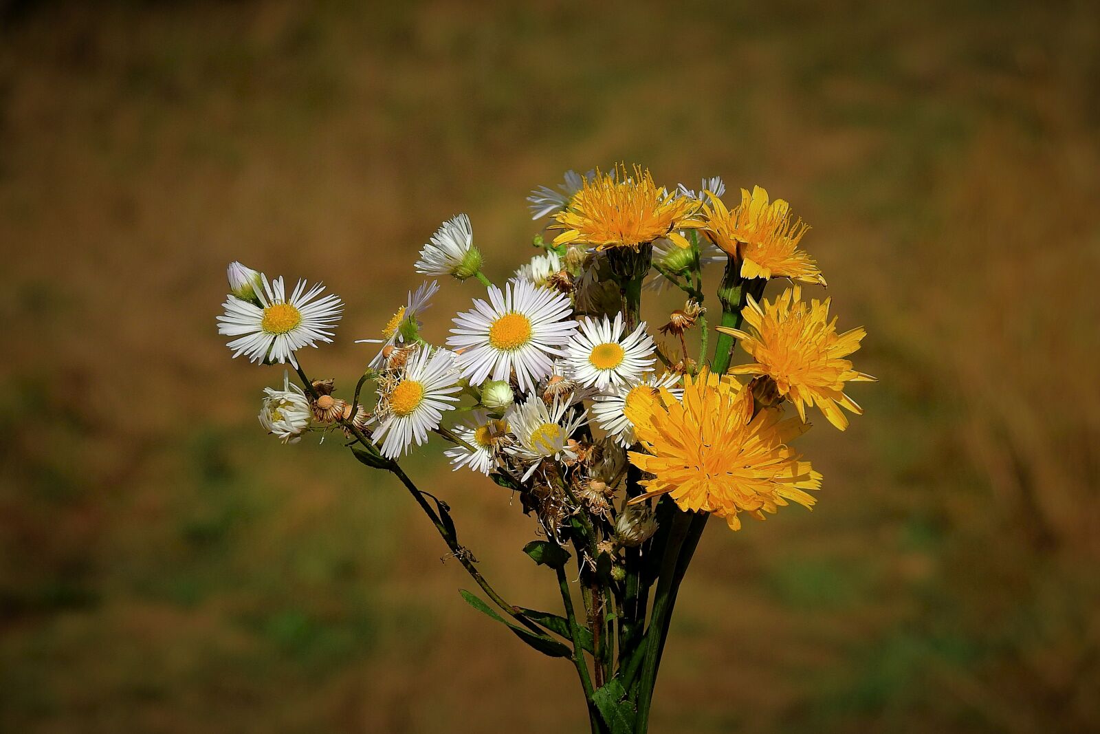 Nikon Coolpix P900 sample photo. Bouquet, łąkowe flowers, nature photography
