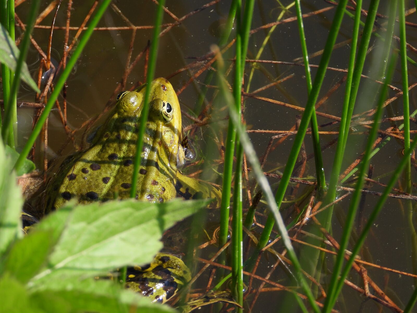 Nikon Coolpix P1000 sample photo. The frog, lake, water photography