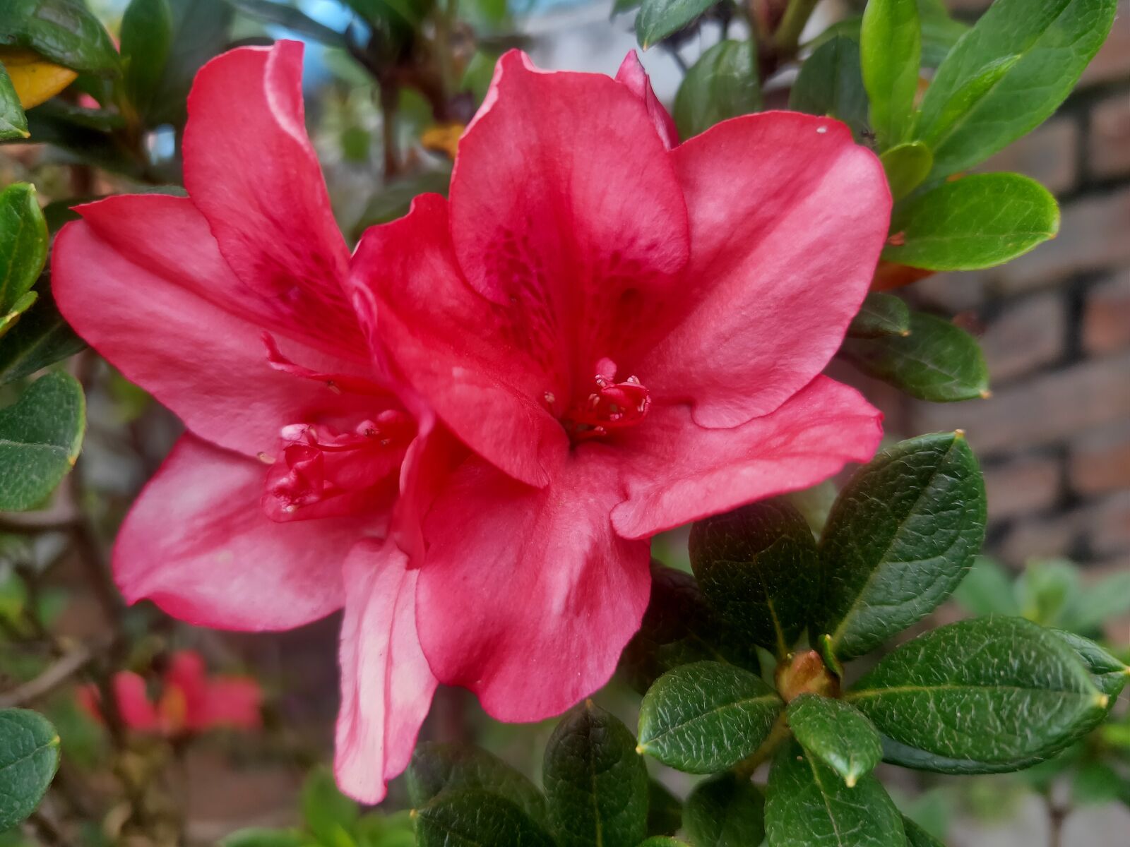 Realme 3 PRO sample photo. Bunga, pemandangan, indah photography