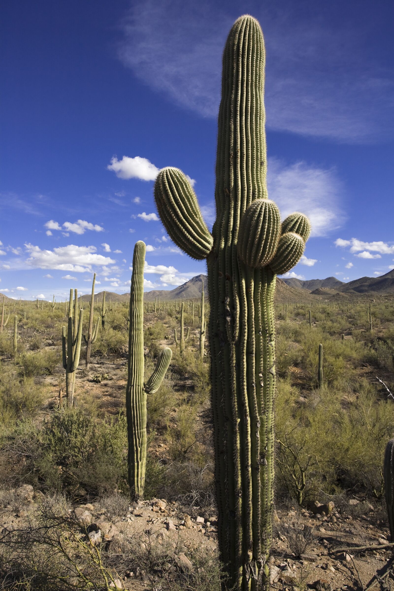 Canon EOS 5D sample photo. Cactus, desert, saguaro photography