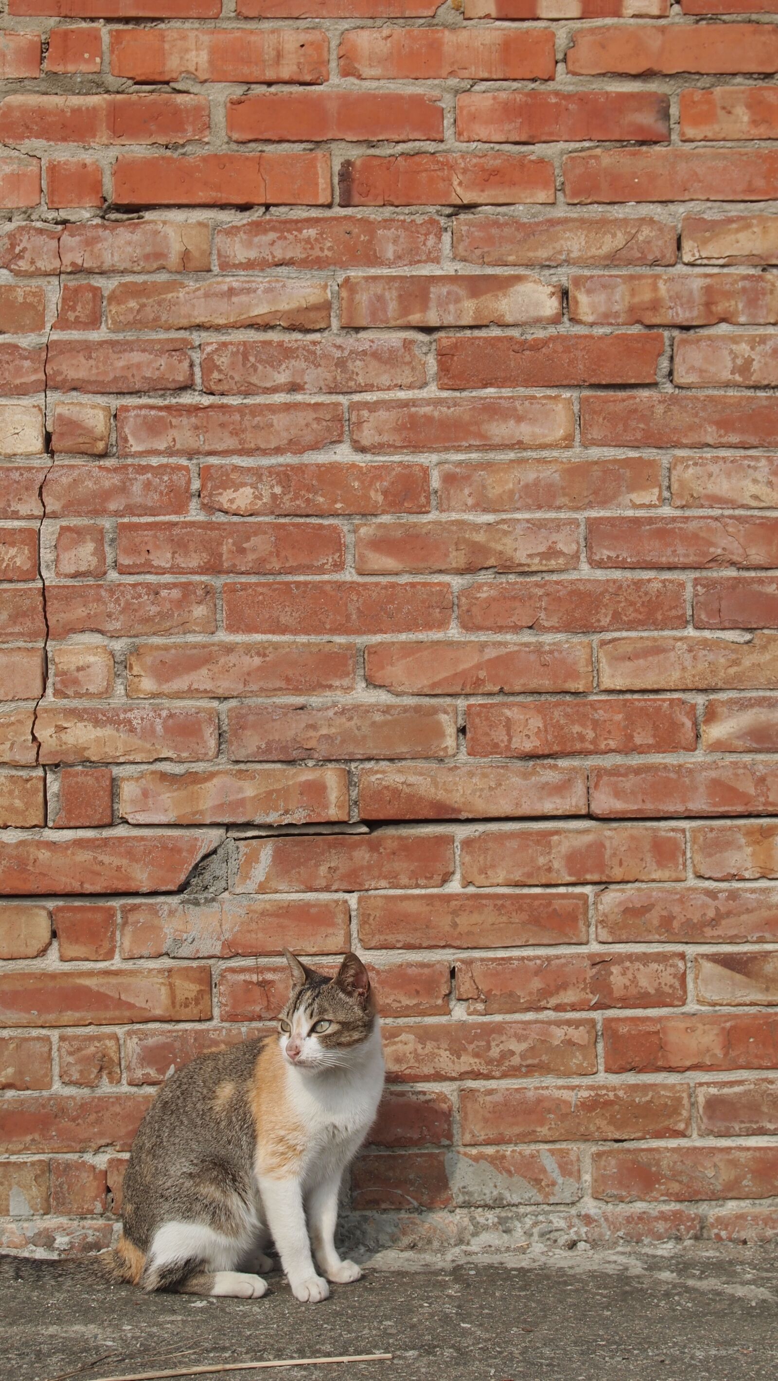 Olympus PEN E-PL2 sample photo. Cat, brick walls, afternoon photography