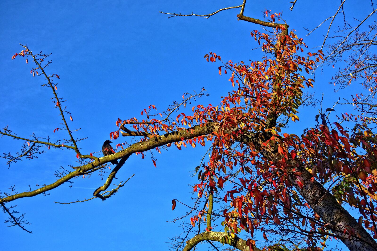 Sony Cyber-shot DSC-RX100 sample photo. Branch, bird, crow photography