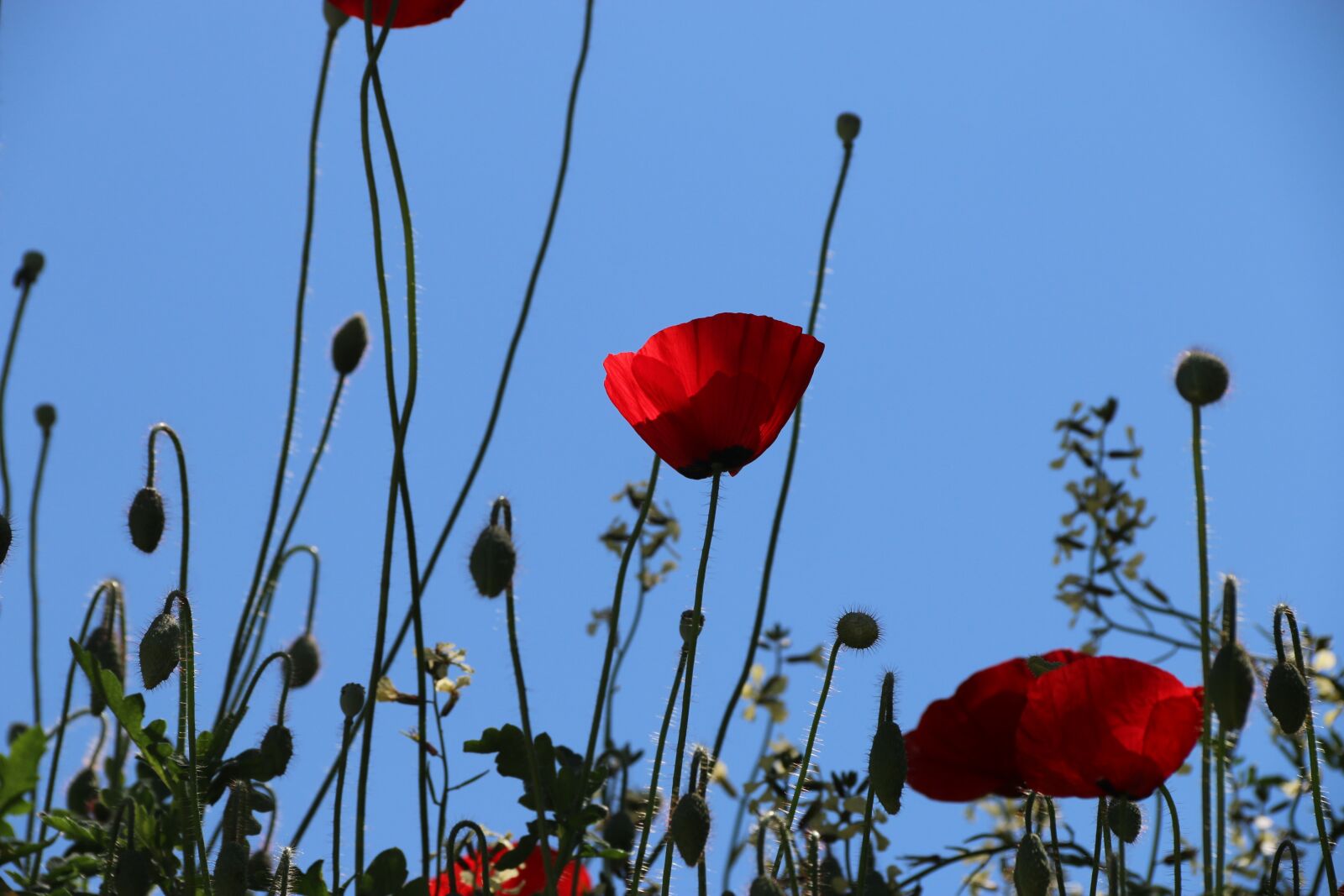 Canon EF-S 18-135mm F3.5-5.6 IS sample photo. Papaver rhoeas, flower, plant photography