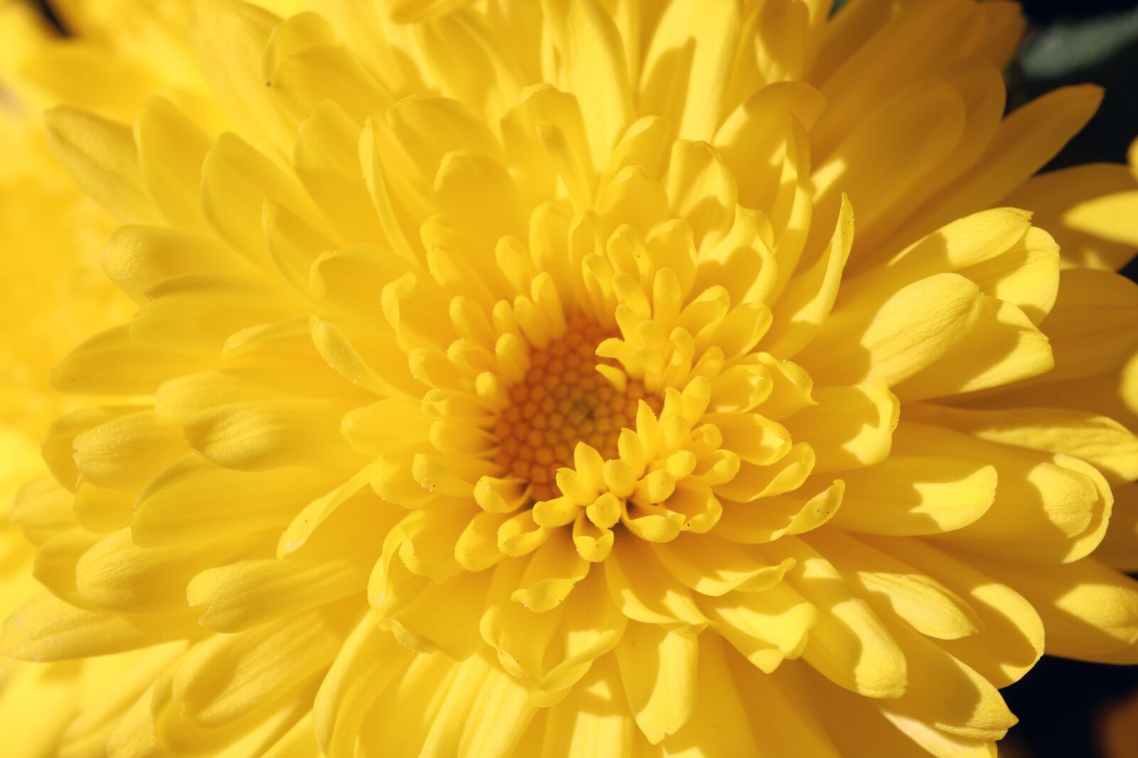 Canon EOS 800D (EOS Rebel T7i / EOS Kiss X9i) sample photo. Chrysanthemum, autumn, flowers photography
