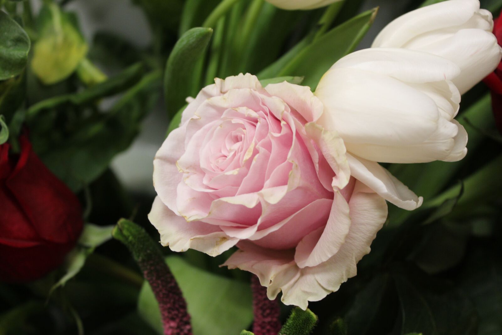 Canon EOS 4000D (EOS Rebel T100 / EOS 3000D) sample photo rcH3uWBc7E ExploreCams