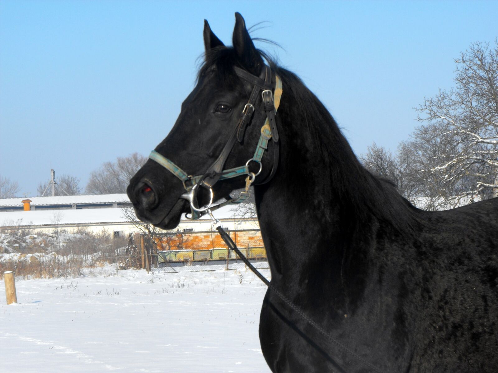 Fujifilm FinePix S1000fd sample photo. Horse, mare, stallion photography