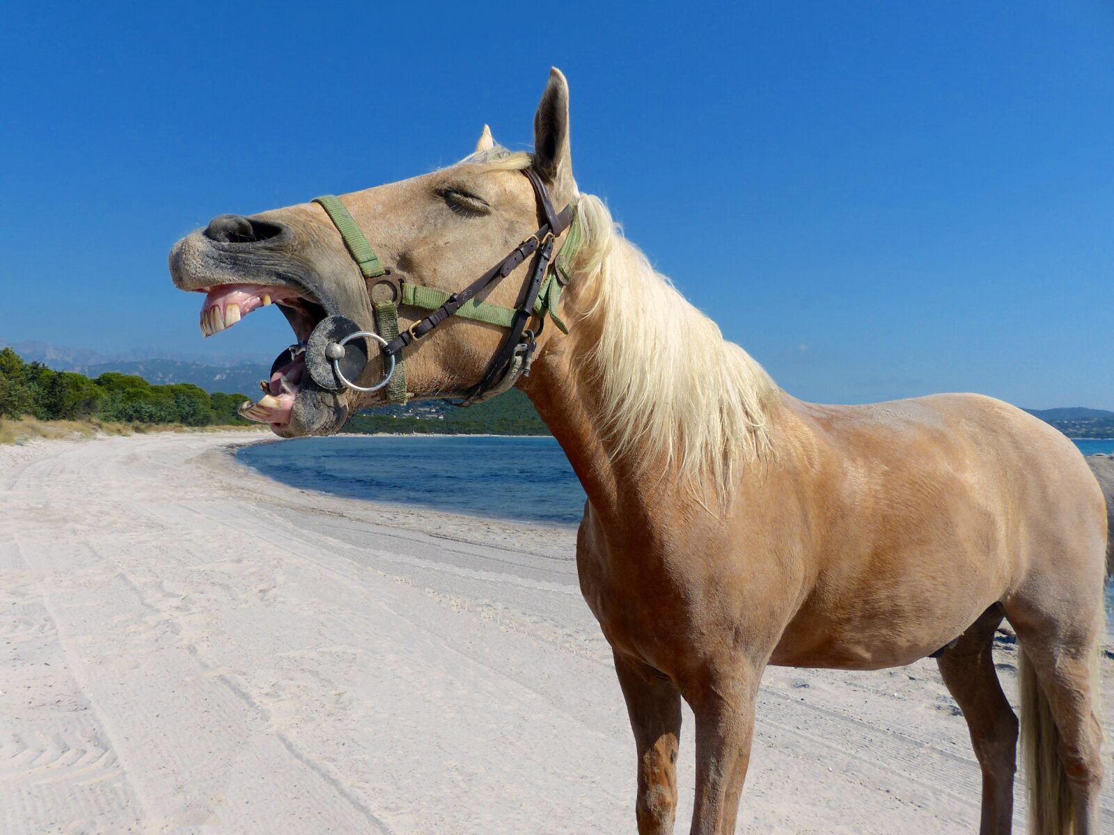 Panasonic Lumix DMC-FZ200 sample photo. Horse, beach, laugh photography