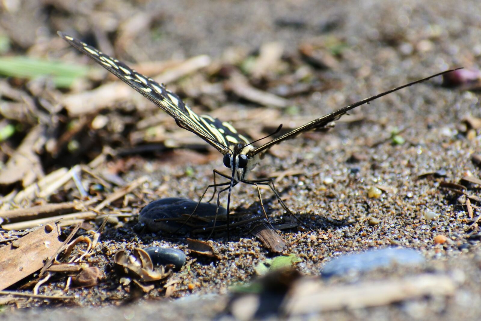 VR 70-300mm f/4.5-6.3G sample photo. Natural, landscape, insect photography
