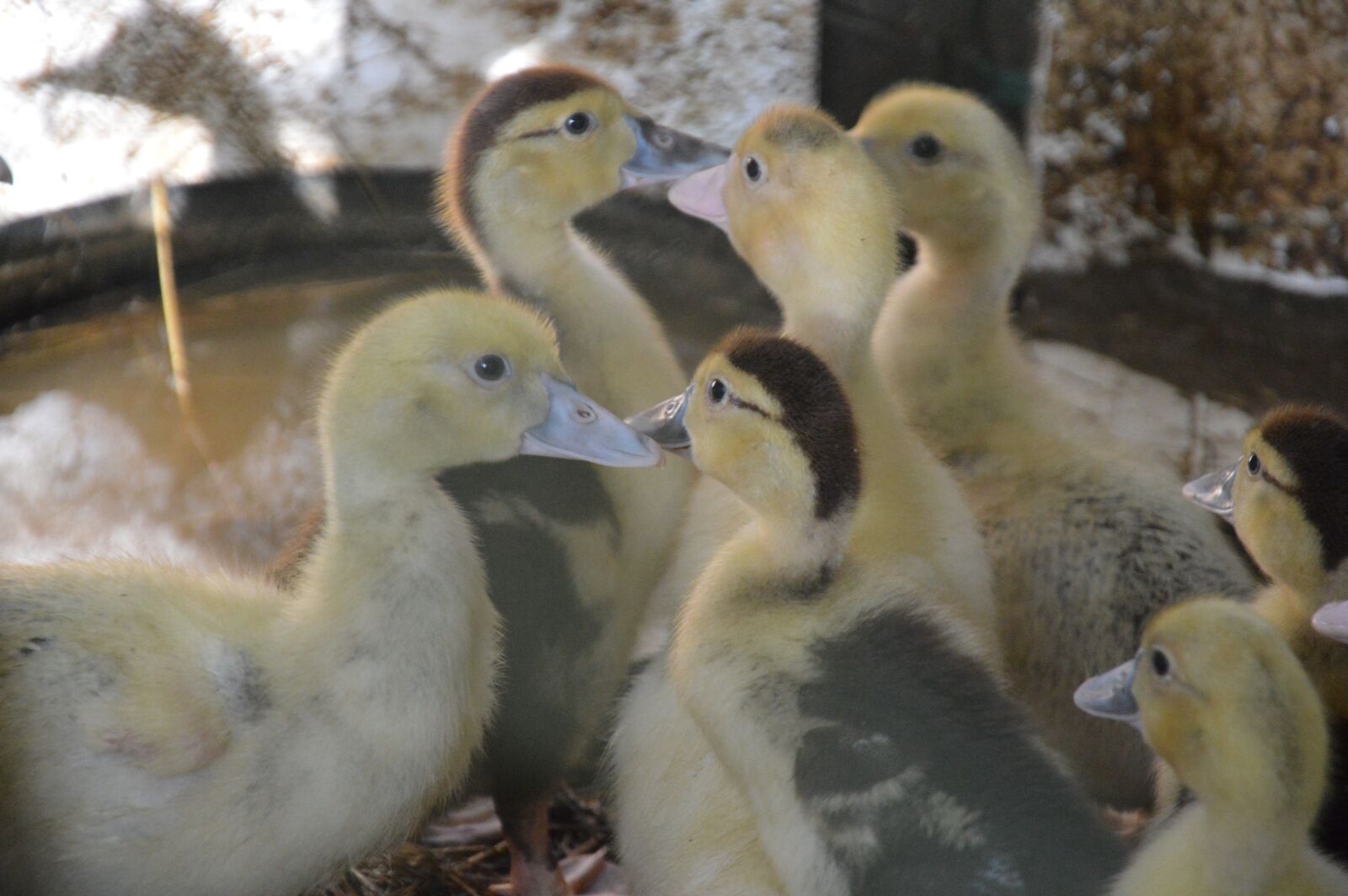 Nikon D3200 sample photo. Ducks, ducklings, baby duck photography