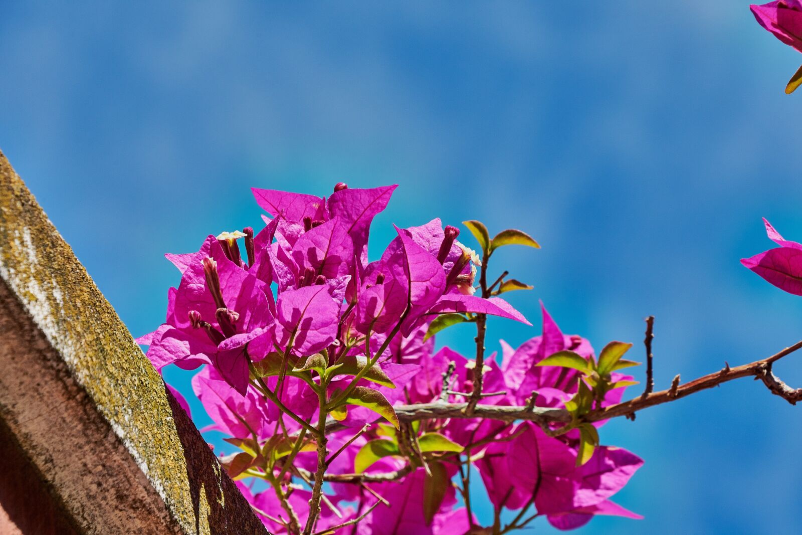 Nikon D7200 sample photo. Bougainvillea, red, garden photography
