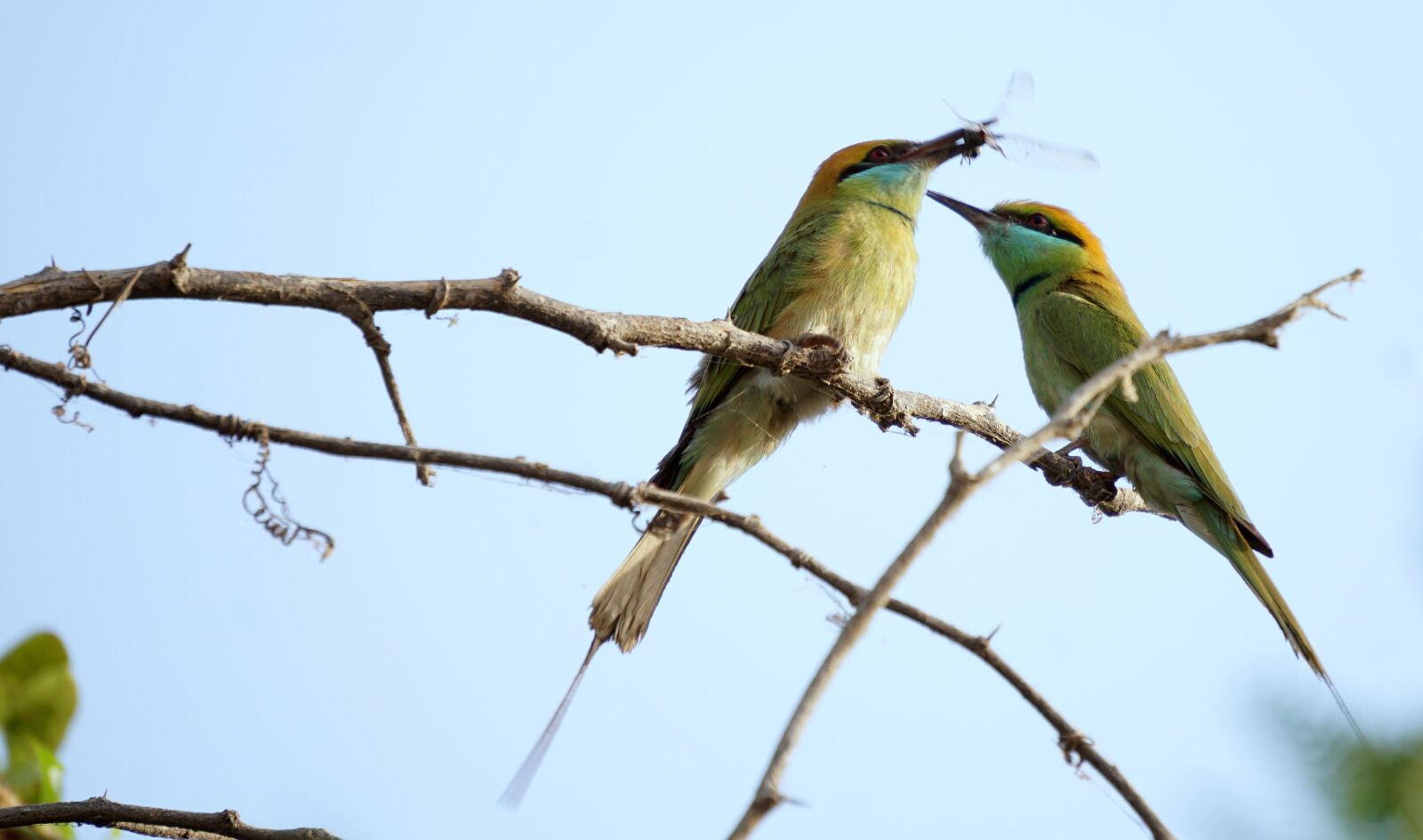Sony a6000 sample photo. Green, birds, india photography