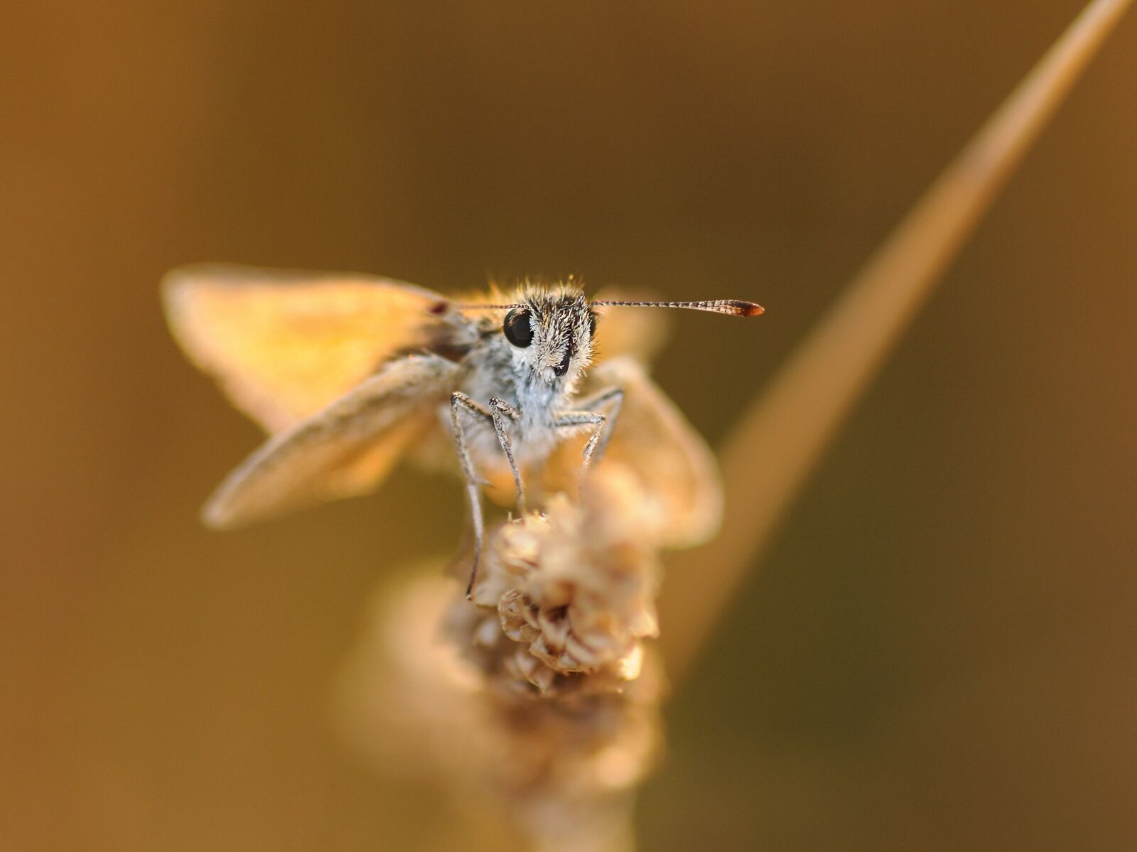 Nikon D300 sample photo. Butterfly, insect, macro photography