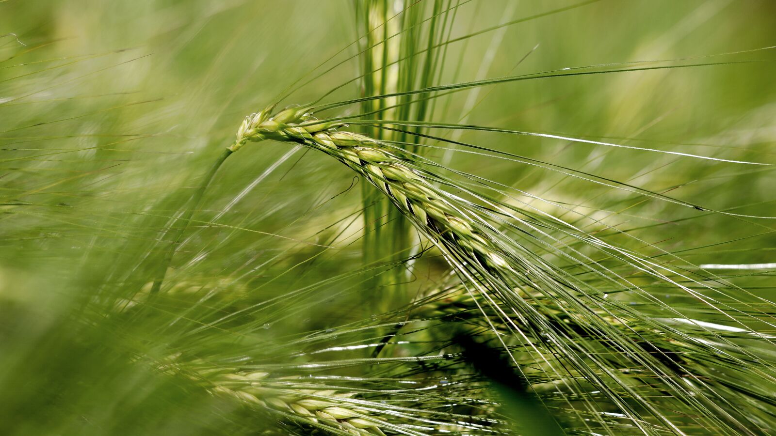 Canon EOS R sample photo. Barley, cereals, cornfield photography