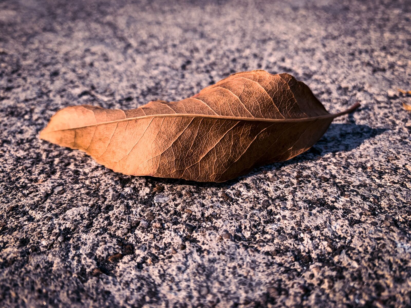 Apple iPhone XR sample photo. Leaf, nature, simple photography