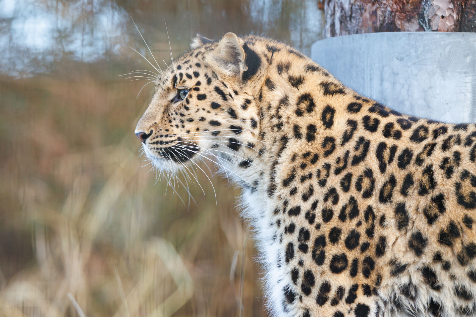 Canon RF 400mm F2.8L IS USM sample photo. Amur leopard photography