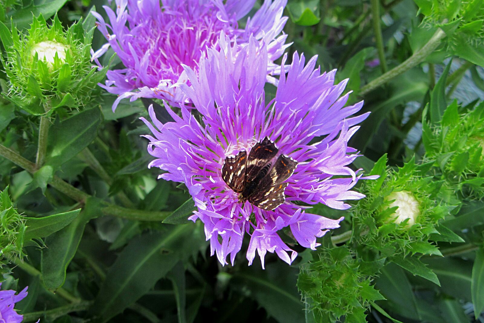 Canon PowerShot SX610 HS sample photo. Flower, lilac, butterfly photography