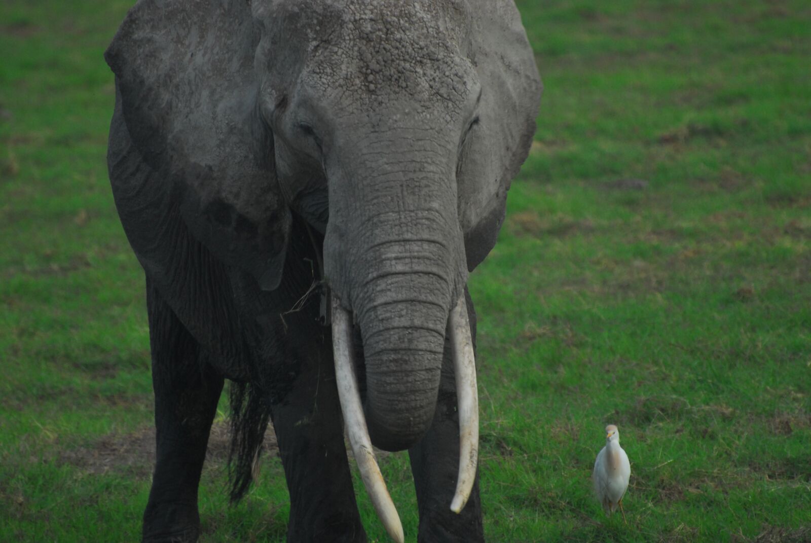 Nikon D200 sample photo. Elephant, egret, bird photography