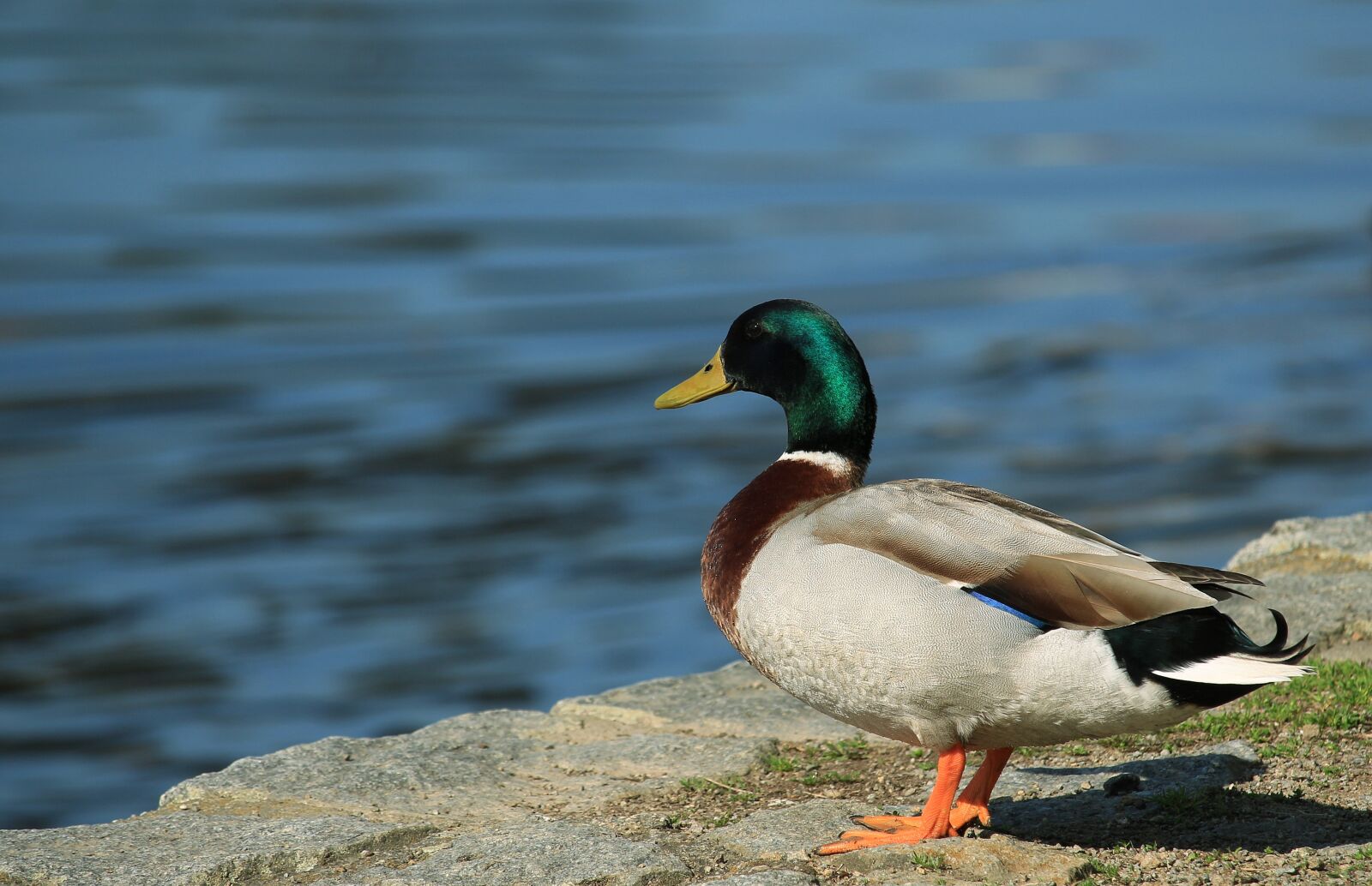 Canon EF-S 55-250mm F4-5.6 IS STM sample photo. Nature, duck, bird photography
