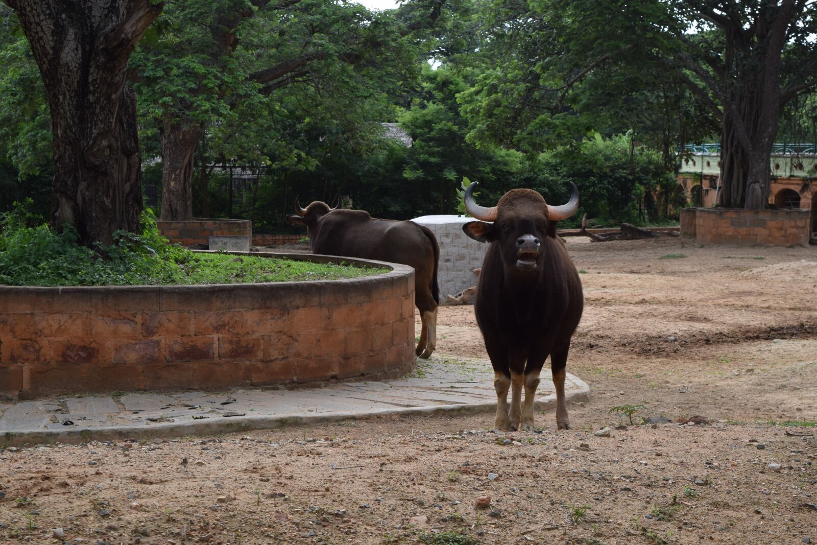Nikon D5300 sample photo. Zoo, mysore, tourist place photography