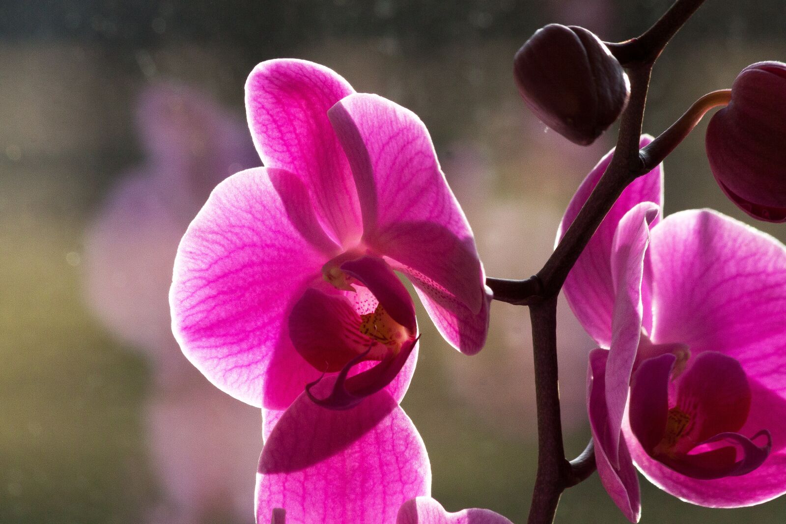 Canon EOS 50D sample photo. Orchid, pink, white photography