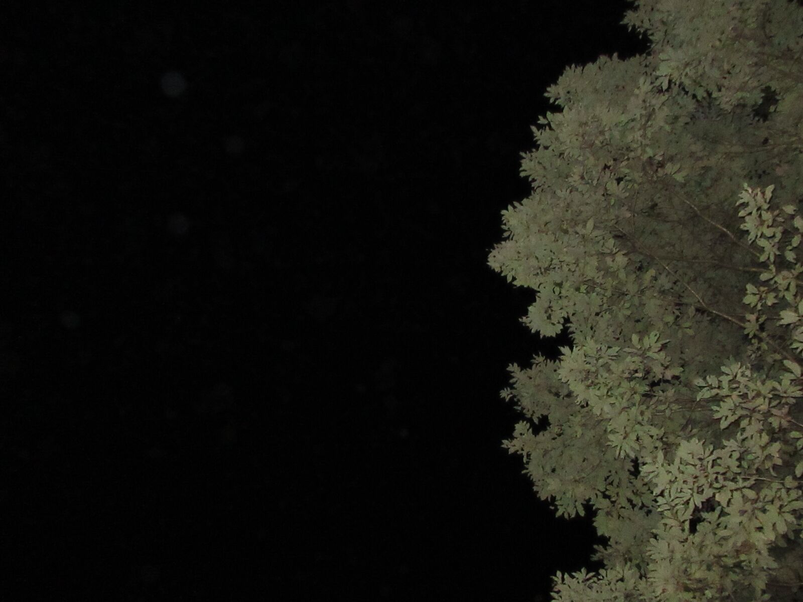 Canon PowerShot ELPH 360 HS (IXUS 285 HS / IXY 650) sample photo. Night, woods, wood photography