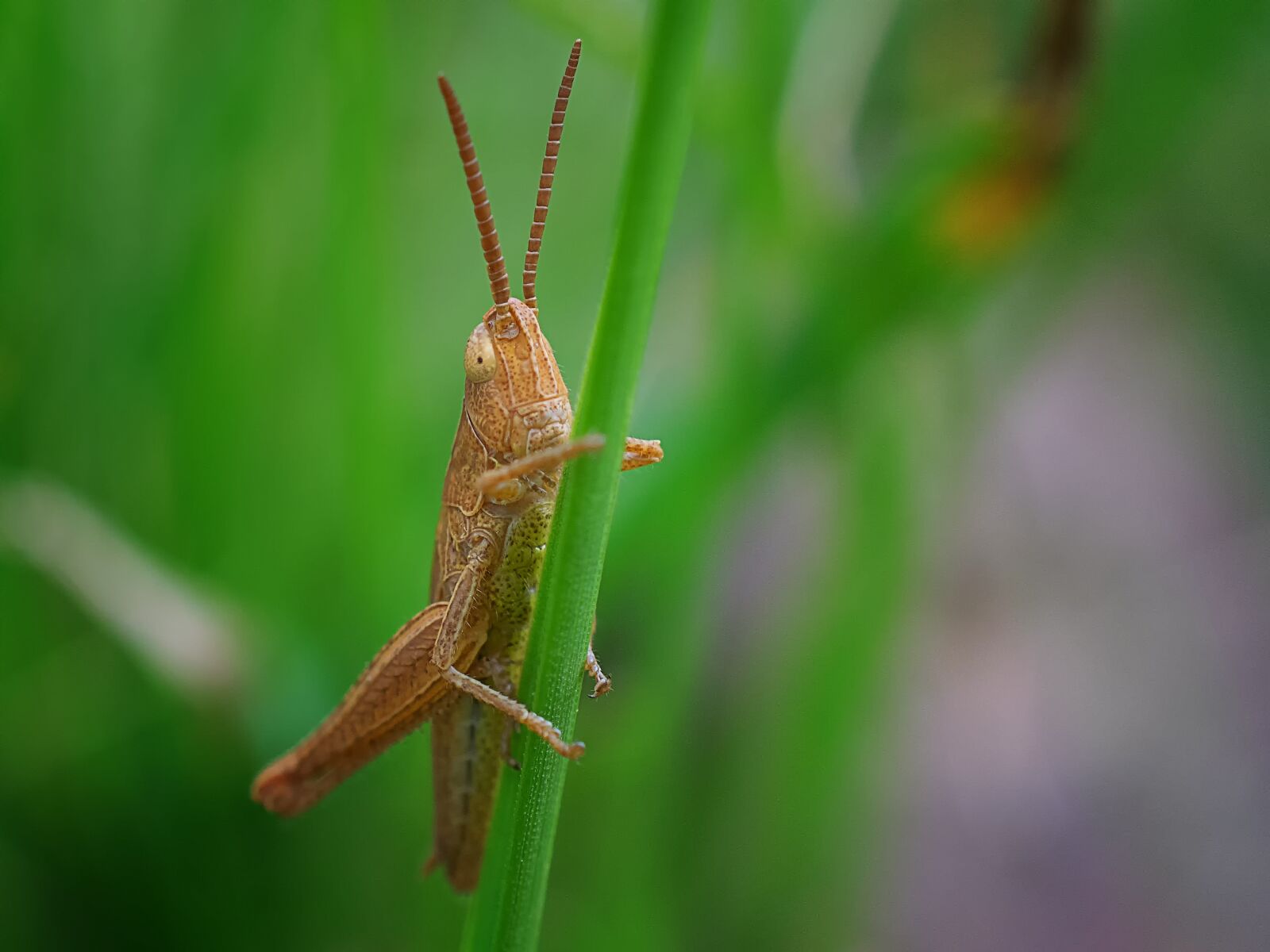 Nikon D3300 sample photo. Grasshopper, insect, nature photography