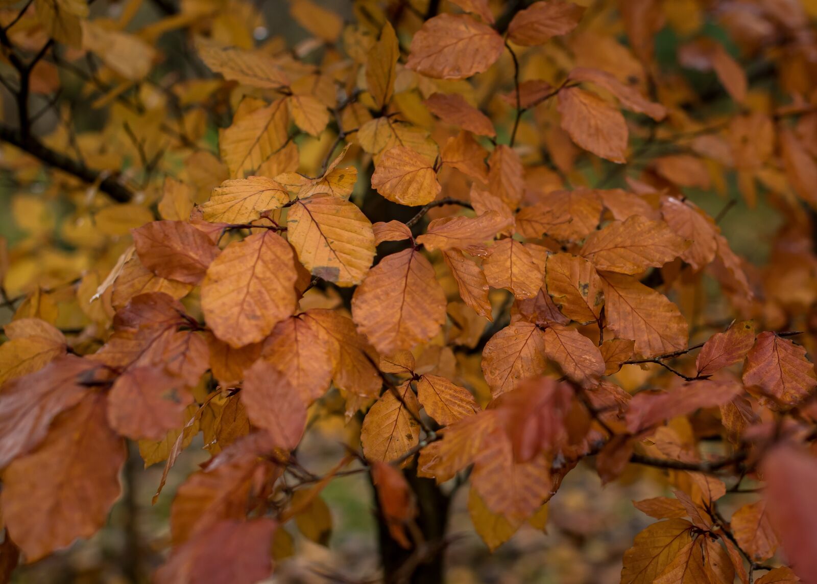 Nikon D750 sample photo. Leaves, tree, autumn photography