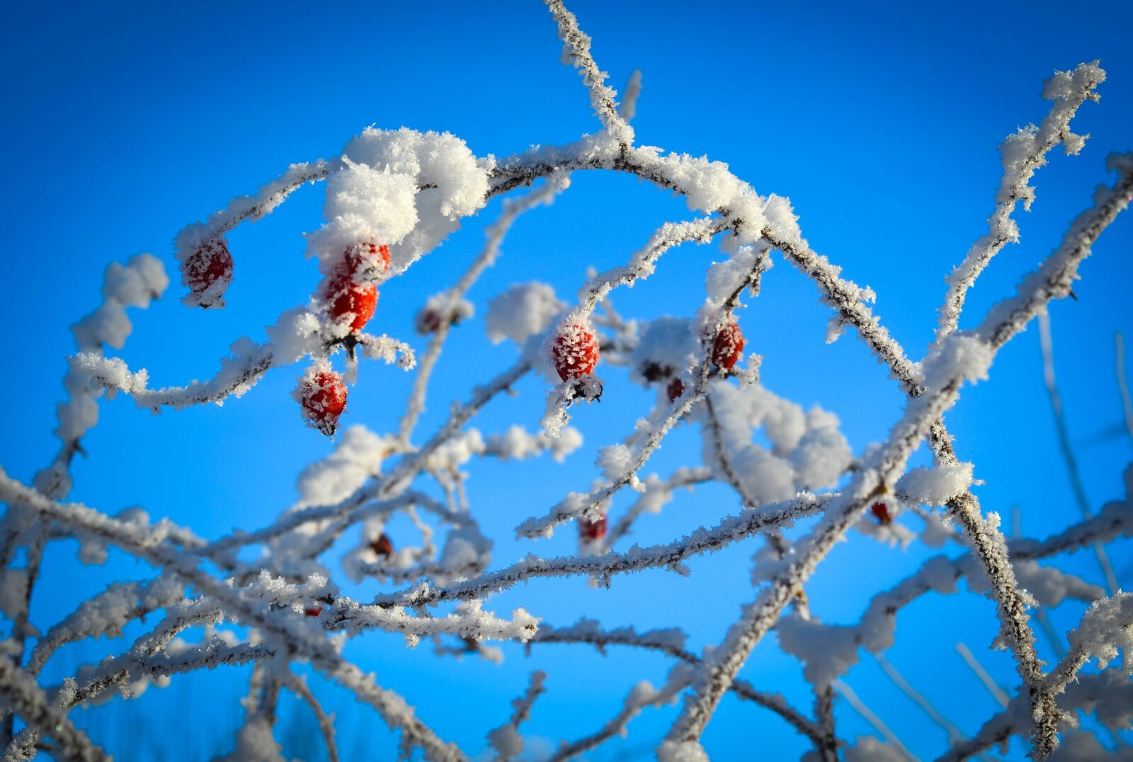 Nikon D5100 sample photo. Winter, frost, berries photography