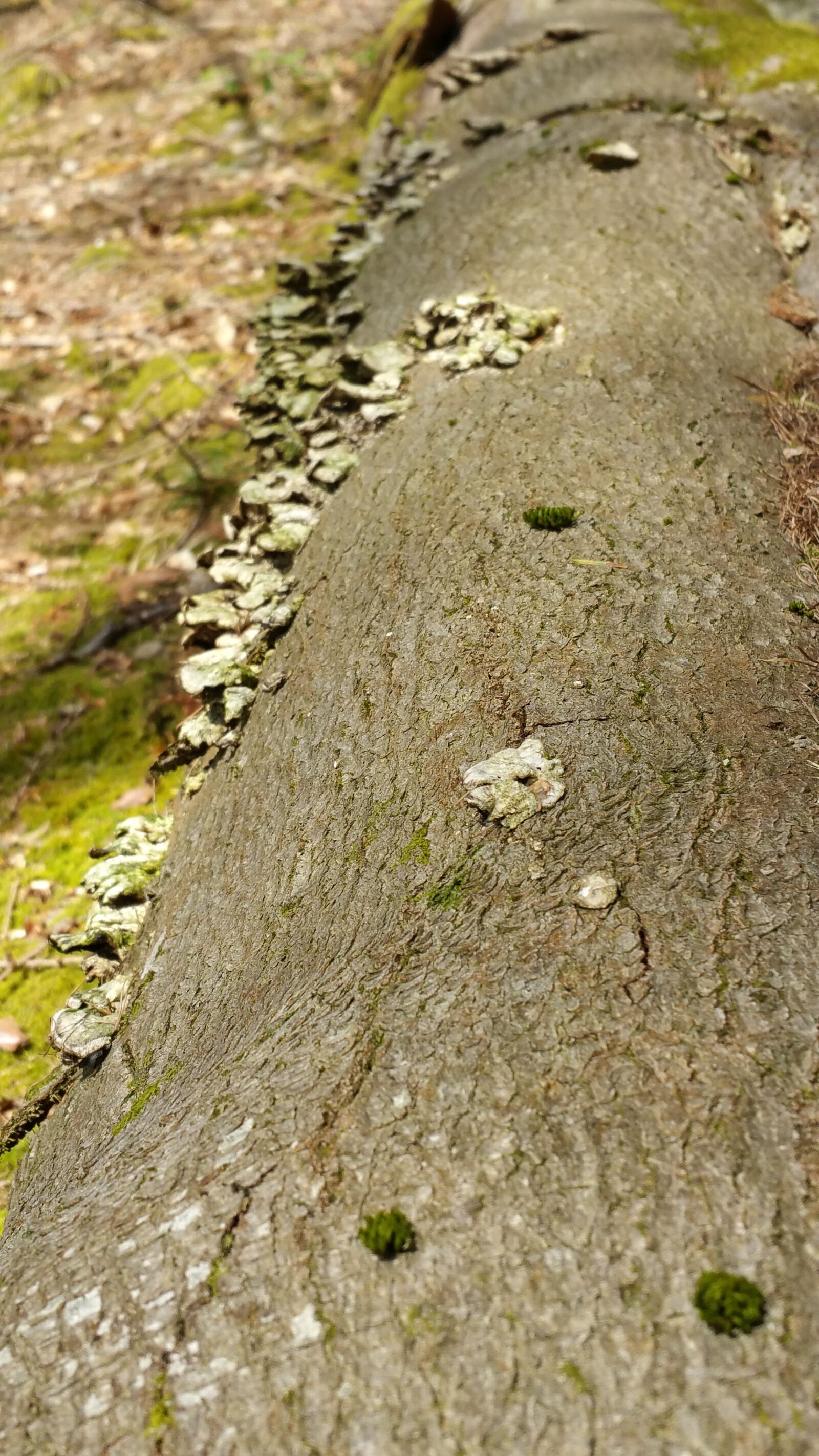 Samsung Galaxy Note4 sample photo. Log, mushroom, fungi photography