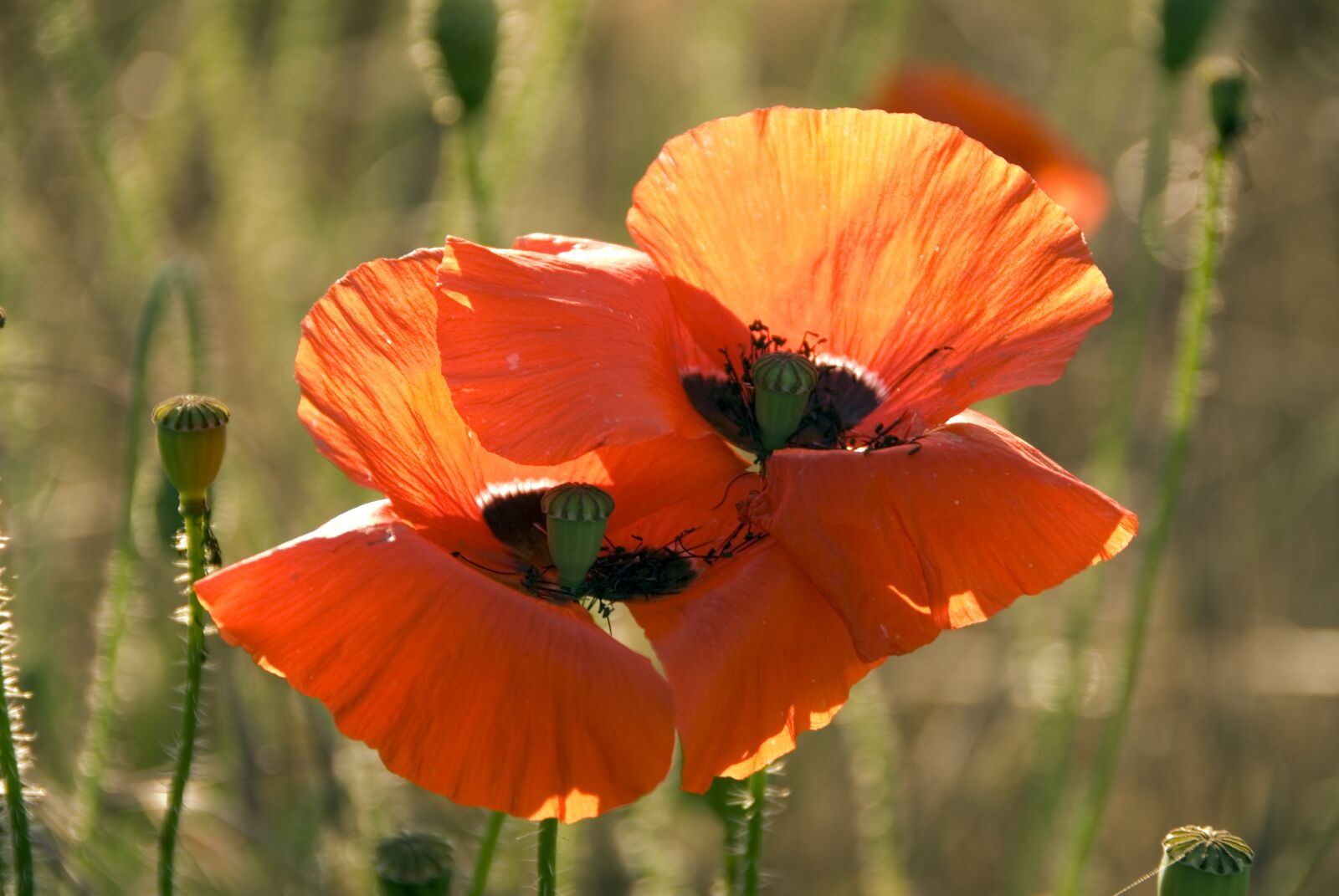 Nikon D200 sample photo. Poppy, flower, red photography