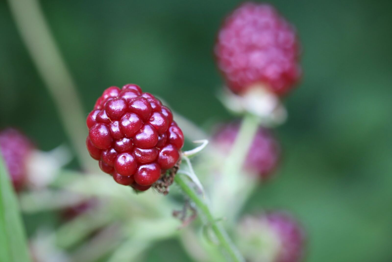 Canon EOS 6D + Canon EF 100mm F2.8 Macro USM sample photo. Blackberry, red, fruit photography