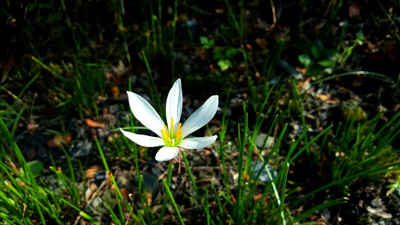 Samsung Galaxy Note5 sample photo. Chuang , flower, lu photography