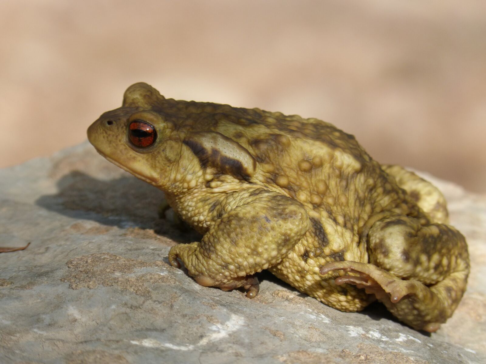 Panasonic DMC-FZ62 sample photo. Toad, batrachian, amphibious photography
