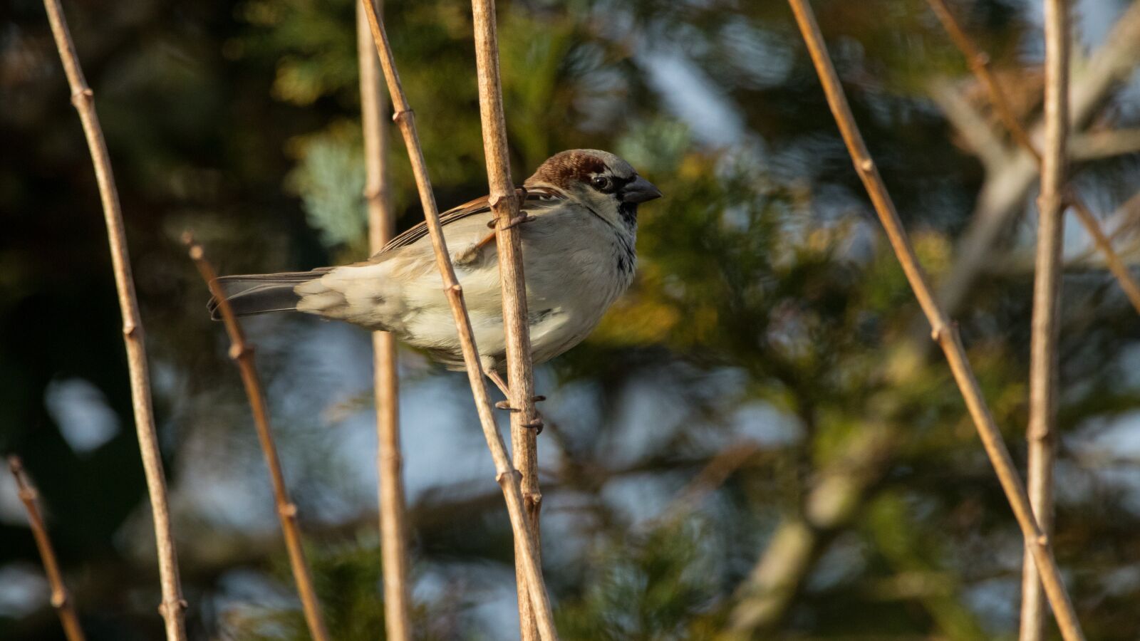 150-600mm F5-6.3 DG OS HSM | Contemporary 015 sample photo. Sperling, garden, bird photography