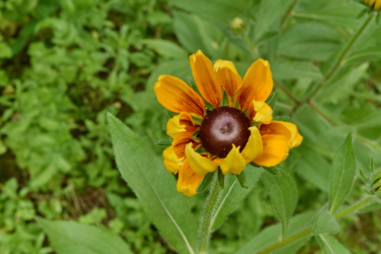 Nikon D5500 sample photo. Flower garden, green grass photography
